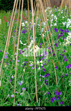Sweet pea Blumen wachsen auf Garten Zuckerrohr Unterstützung, Norfolk, England Stockfoto