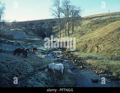 Pennine Ponys Weiden an einem kalten Wintertag auf der British Rail zu Carlisle Pennine Bahnstrecke vereinbaren Stockfoto
