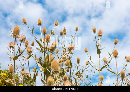 Nahaufnahme der wilden Karde ist Dipsacus fullonum, mit dem Himmel im Hintergrund. Stockfoto