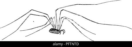 . Ein Handbuch für die Untersuchung von Insekten. Insekten. Insekten und deren nahe Verwandte. IQ vertrauen, dass es so ist. Sie zerstören ihre Beute durch Zerkleinerung mit ihren Palpen. Familie PliRYNIDiE (Phryn 'Ich-dse). Die SCHWANZLOSE Peitsche-Scorpions. Diese Familie ist in unserer Fauna durch die Gattung Phrynus (Phry^ nus), dessen Mitglieder vertreten sind kleiner als die riesigen Peitsche - Skorpion. In dieser Familie die vorderen Beine noch mehr Peitsche-lash-wie als in den vorangegangenen Familie; der ganze Körper ist relativ kürzer und breiter; der Bauch ist auf thorax durch einen schlanken Stiel verbunden, und der Schwanz - wie Anhängsel fehlt. Bestellung Stockfoto