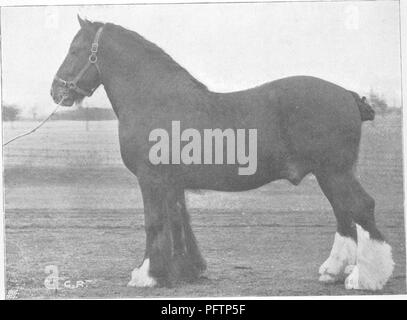 Diese Abbildung stammt von „Points of the Horse“, einer detaillierten Abhandlung über die Anatomie und Merkmale des Pferdes. Er hebt Lord Belpers Shire Hengst Rokeby Harold hervor, der sich auf das Exterieur, die Bewegung und die Evolution der Rasse konzentriert und Einblicke in Pferdezucht und -Management bietet. Stockfoto