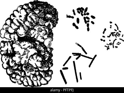 Dieser Text enthält eine Studie zur landwirtschaftlichen Bakteriologie mit Schwerpunkt auf Mikroorganismen in Boden, Wasser, Milchprodukten und Nutztieren. Es umfasst Laborversuche, die für Studenten entwickelt wurden, um die Rolle von Bakterien in der Landwirtschaft und ihre Auswirkungen auf die Gesundheit von Pflanzen und Tieren zu erforschen. Stockfoto