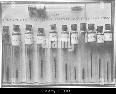 . Bakterien in Bezug auf die Fruchtbarkeit des Bodens. Boden Mikrobiologie, Bakteriologie, Landwirtschaftliche. 2 o6 Bakterien und die Fruchtbarkeit des Bodens. Metallischen Gifte. - Kupfer, Blei und Arsen in Zeiten kommen natürlich in native landwirtschaftliche Böden und manchmal sind die Böden von Sprays und von schmelzer raucht hinzugefügt. Daher ist die Frage, nat-entsteht urally, welchen Einfluss sie auf die Mikroflora des Bodens zu haben. Darüber hinaus ist es der wirtschaftlichen Bedeutung als Faktor, der die Bakterienflora muss der influ - Ändert ence die Ernte. Umfangreiche Studien über den Einfluss der verschiedenen Arsen gemacht worden Stockfoto