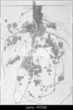 Diese Studie befasst sich mit der Rolle von Bakterien bei der Bodenfruchtbarkeit, wobei der Schwerpunkt auf der symbiotischen Stickstofffixierung liegt. Die Bakterien in Wurzelknoten tragen zur Pflanzenernährung bei, indem sie atmosphärischen Stickstoff in nutzbare Formen umwandeln, die Gesundheit des Bodens verbessern und das Pflanzenwachstum fördern. Stockfoto