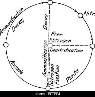 Diese Studie untersucht die Rolle von Bakterien bei der Bodenfruchtbarkeit und konzentriert sich dabei auf die Stickstoff- und Kohlenstoffkreisläufe. Es beschreibt die Prozesse, durch die Bakterien zur Gesundheit des Bodens und zu Nährstoffkreisläufen beitragen und die landwirtschaftliche Produktivität und das Pflanzenwachstum beeinflussen. Stockfoto
