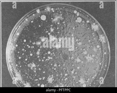 . Bakterien in Bezug auf die Fruchtbarkeit des Bodens. Boden Mikrobiologie, Bakteriologie, Landwirtschaftliche. 44 Bakterien und die Fruchtbarkeit des Bodens. Es wurde vorgeschlagen, einen großen Überblick über einige große Tiefebene auf der Erde surfaceâpossibly auf einem der Wüsten zu errichten. Diese GIGAN-tic Struktur wurde einige einfache suggestive Form als Kreis, ein Dreieck, ein "T" oder ein * "H". Die Bewohner sehen diese^ verstehen würde und durch eine ähnliche Vorrichtung Signal zurück auf die Erde. Solche Methoden haben noch nie benutzt worden, mit anderen Welten zu kommunizieren. Aber von sim-ilar bedeutet, dass wir die Bewohner des unendlich gemacht haben Stockfoto
