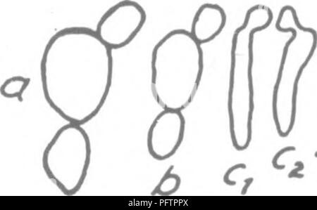 . Bakterien in Bezug auf die Fruchtbarkeit des Bodens. Boden Mikrobiologie, Bakteriologie, Landwirtschaftliche. Abb. 18.- Hefezellen (nach Van Hest). kann Anlass zu der Anzahl der Sporen geben; daher, dieses wird ein Prozess der Multiplikation. Die Hefen vergären Zucker mit der Forma- tion von Alkohol und Kohlendioxid und sind oft klassifiziert nach den spezifischen Zucker, die sie Gären. Einige der Hefen produzieren Krankheit bei Menschen oder der Niederen Tieren. Aber sie. Bitte beachten Sie, dass diese Bilder aus gescannten Seite Bilder, die digital für die Lesbarkeit verbessert haben mögen - Färbung und das Aussehen von extrahiert werden Stockfoto