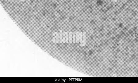 . Bakterien in Bezug auf die Fruchtbarkeit des Bodens. Boden Mikrobiologie, Bakteriologie, Landwirtschaftliche. hat sich gezeigt, dass diese Bakterien, die über die Leistung von in-abhängige Bewegung haben auf ihren Körper lange Haar - wie Appen-dages. In einigen, diese Anhängsel sind oft die Länge der Körper der Organismen. Sie können bei einem oder beiden stangen oder Sie können sogar umgeben den gesamten Körper des Organismus entfernt werden. Es wird durch das Anschlagen der Wasser mit dieser Peitsche - wie Anhängsel, dass die Organismen in der Lage sind, zu bewegen. Wie untersucht man bewegliche Bakterien unter dem Mikroskop würde man denken, dass Sie w bewegten Stockfoto