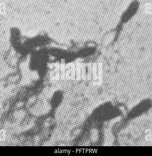 . Bakterien in Bezug auf die Fruchtbarkeit des Bodens. Boden Mikrobiologie, Bakteriologie, Landwirtschaftliche. Form VON MIKROORGANISMEN 29. Bitte beachten Sie, dass diese Bilder sind von der gescannten Seite Bilder, die digital für die Lesbarkeit verbessert haben mögen - Färbung und Aussehen dieser Abbildungen können nicht perfekt dem Original ähneln. extrahiert. Greaves, Joseph Eames, 1880; Greaves, Ethelyn O., gemeinsamen Thema. New York, D. Van Nostrand Co. Stockfoto