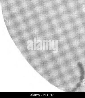 Diese Studie untersucht die Rolle von Bakterien für die Bodenfruchtbarkeit und hebt deren Einfluss auf die Zersetzung von organischem Material und den Nährstoffkreislauf hervor. Bakterien, wie Diplokokken und Streptokokken, sind für die Erhaltung der Bodengesundheit und die Förderung des Pflanzenwachstums durch ihre biologischen Prozesse unerlässlich. Stockfoto