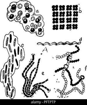 . Bakterien in Bezug auf die Fruchtbarkeit des Bodens. Boden Mikrobiologie, Bakteriologie, Landwirtschaftliche. Bakterien UND IHRE ROLLE IN DER NATUR 13 die Begriffe Pflanzen und Tiere bekannt erfunden wurden bekannte lebende Objekte wie Elefanten und Bäume, Insekten und Moose zu unterscheiden. Auch heute können wir ein Wissenschaftler klassifizieren eines Organismus als Pflanze, während ein anderer Arbeiter kann es klassifizieren, wie ein Tier zu finden. Jedoch ist es unmöglich sich zu harten und schnellen tSIt St tS^ SSttSttI ittftitt legen. Bitte beachten Sie, dass diese Bilder aus gescannten Seite Bilder, die digital für die Lesbarkeit erhöht worden sein können extrahiert werden - Col Stockfoto