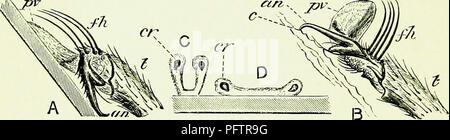 Dieses Buch ist ein umfassender Leitfaden für die Anatomie, Physiologie und das Management von Bienen. Es behandelt Themen wie die Struktur des Bienenleibes, einschließlich der Pulvilli, und den Prozess der Bestäubung. Der Text befasst sich auch mit den praktischen Aspekten der Bienenzucht, von der Bienenbewirtschaftung bis zum Verhalten der Bienen in ihrer natürlichen Umgebung. Stockfoto