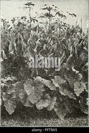 . Currie's Garten jährliche: 62 im Frühjahr 1937. Blumen Samen Kataloge, Leuchtmittel (Pflanzen) Samen Samen Kataloge Kataloge; Gemüse; Baumschulen (Gartenbau) Kataloge; Pflanzen, Zierpflanzen Kataloge; Gartengeräte und Zubehör Kataloge. CANNAS KÖNIG MIDASâClear Gelb, Grün foli-Alter. Die schönsten und größten Gelb callia in der Existenz. Stadt PORTLANDâA leuchtendem Pink; Blumen b-yrn bis zum Abwinken; Höhe, 31/2 Fuß; Laub, Grün. ^i^--^ König Humbert - Scarlet Blumen,^?^^ 4 bronzefarbenen Blätter, größte Liebling heute. Â^^ 5 Füße. Gelbe KÖNIG HUMBERTâFoliage ein sehr dunkles Grün. Blumen ein d Stockfoto