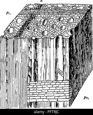 Dieses Handbuch bietet eine ausführliche Untersuchung der Holzarten, die im Handel verwendet werden, insbesondere des Holzes von Laubbäumen. Es geht um die Zusammensetzung von Holz, einschließlich Gefäßen, Tracheiden und Faserzellen, und seine industrielle Verwendung in Bau und Fertigung. Das Buch ist für das Verständnis von Holzeigenschaften und -Anwendungen in verschiedenen Branchen von entscheidender Bedeutung. Stockfoto