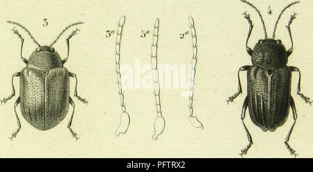 . Histoire Naturelle des Insectes: Gattungen des coleopteres, ou et Kritik aussetzen methodique de tous les Genres schlägt jusqu'Ici dans cet Ordre d'Insekten. Käfer. . Bitte beachten Sie, dass diese Bilder sind von der gescannten Seite Bilder, die digital für die Lesbarkeit verbessert haben mögen - Färbung und Aussehen dieser Abbildungen können nicht perfekt dem Original ähneln. extrahiert. Lacordaire, Theodore, 1801-1870; Chapuis, F. (Fe? licien), 1824-1879. Paris: Librairie de Roret Encyclopediaque Stockfoto