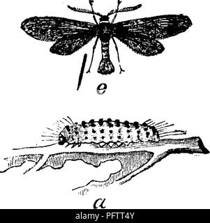 . Insekten, Früchte. Illustriert mit vier hundert und vierzig Holz-Schnitte. Schadinsekten. 266 INSEKTEN SCHÄDLICH FÜR DAS TRAUBE.. Bitte beachten Sie, dass diese Bilder sind von der gescannten Seite Bilder, die digital für die Lesbarkeit verbessert haben mögen - Färbung und Aussehen dieser Abbildungen können nicht perfekt dem Original ähneln. extrahiert. Saunders, William, 1836-1914. Philadelphia, J. B. Lippincott &Amp; Co Stockfoto