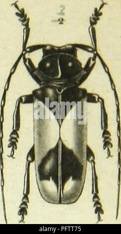 Dieser französische Text mit dem Titel „Histoire naturelle des Insektes“ stellt eine kritische Darstellung der Gattungen der Coleoptera (Käfer) vor. Die Arbeit liefert detaillierte Beschreibungen verschiedener Käferarten und dient als wichtige Referenz für Entomologen, die diese Insekten untersuchen. Beachten Sie, dass die Bilder in dieser Sammlung digital verbessert wurden, um die Klarheit zu verbessern. Stockfoto