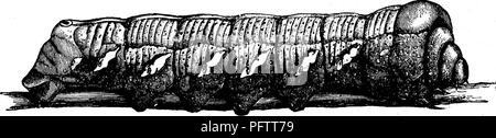 . Insekten, Früchte. Illustriert mit vier hundert und vierzig Holz-Schnitte. Schadinsekten. Angriff auf die Blätter. 251 halbe Zoll. Es ähnelt der Pandoras, Nr. 133, und speist auch auf der Virginia Creeper [Ainpelopsis qydnquefolia) sowie auf der Rebe. Das Ei ist auf der Unterseite des Blattes im Juli, und die jungen Larven, wenn sie geschlüpft sind, ist eine hellgrüne Farbe, mit einem sehr auffälligen rötlich-braunen Horn, halb so lang wie der Körper, die, wie die Larve steigt, wird kürzer, und schliesslich verschwindet, statt dessen durch ein ausgefeiltes Tuberkel mit einem c Besetzt Stockfoto