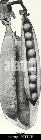 . Currie's Garten jährliche: Frühjahr 1936 61 Jahr. Blumen Samen Kataloge, Leuchtmittel (Pflanzen) Samen Samen Kataloge Kataloge; Gemüse; Baumschulen (Gartenbau) Kataloge; Pflanzen, Zierpflanzen Kataloge; Gartengeräte und Zubehör Kataloge. . Bitte beachten Sie, dass diese Bilder sind von der gescannten Seite Bilder, die digital für die Lesbarkeit verbessert haben mögen - Färbung und Aussehen dieser Abbildungen können nicht perfekt dem Original ähneln. extrahiert. Currie Brüder Unternehmen; Henry G. Gilbert Baumschule und Saatgut Handel Katalog Kollektion. Milwaukee, Wis: Currie Bros Co. Stockfoto