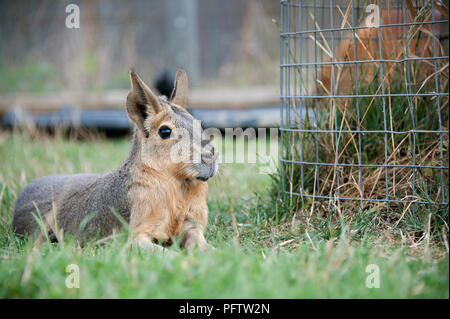 Yorkshire Wildlife Park, Doncaster, South Yorkshire ist die Heimat von Hunderten von Tieren verschiedener Arten und ist für die Öffentlichkeit zugänglich. Stockfoto