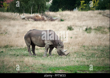 Eine Schwarze Nashorn ist das Essen von frischem Gras an der Yorkshire Wildlife Park, Doncaster, South Yorkshire ist die Heimat von Hunderten von Tieren. Stockfoto