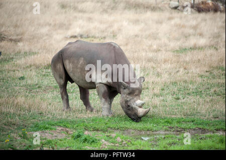 Eine Schwarze Nashorn ist das Essen von frischem Gras an der Yorkshire Wildlife Park, Doncaster, South Yorkshire ist die Heimat von Hunderten von Tieren. Stockfoto