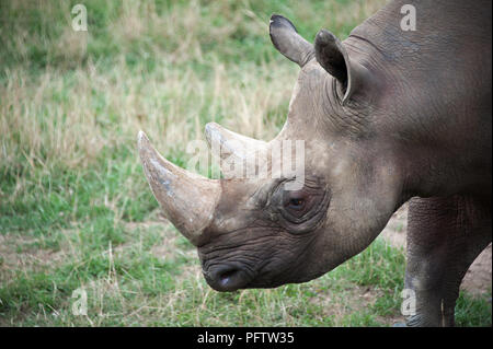 Die Nahaufnahme der Kopf eines Black Rhino an der Yorkshire Wildlife Park, Doncaster, South Yorkshire UK Stockfoto