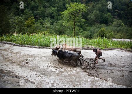 Joch Ochsen pflügen patch Reis. Birethanti. Annapurna trekking. Nepal Stockfoto