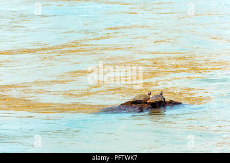 Ein paar Schildkröten auf dem Fluss Iguazu, Garganta del Diablo, Brasilien, Argentinien. Kopieren Sie Platz für Text Stockfoto