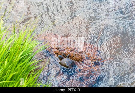 Schildkröte am Fluss Iguazu, Garganta del Diablo, Brasilien, Argentinien. Kopieren Sie Platz für Text Stockfoto