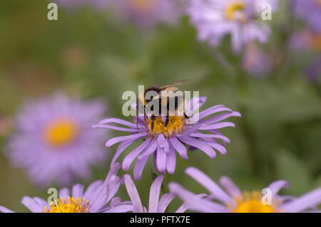 Eine englische Bumble Bee Pollen von einem pink Daisy anders als New York Astern in den Botanischen Gärten in Sheffield, South Yorkshire UK bekannt Stockfoto