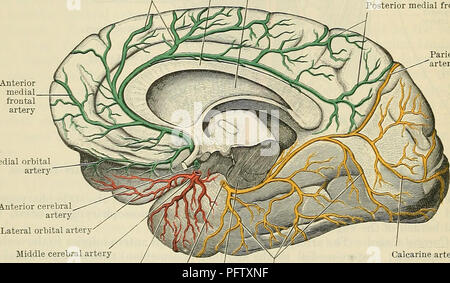 . Cunninghams Lehrbuch der Anatomie. Anatomie. 902 Die VASCULAE SYSTEM. Sinus, im Zusammenhang mit der Okulomotorischen, trochlea, die ophthalmologische Abteilung der Nervus abducens, und die Nerven seitlich und mit den Endothelzellen Wand des Sinus medial. Bei Erreichen der unteren Wurzel des kleinen Flügel der Sphenoid Es stellt sich nach oben auf der medialen Seite des vorderen clinoid Prozess, durchdringt die innere Schicht der Dura mater, und kommt in enger Verbindung mit dem unteren Oberfläche der Sehnerv sofort posterior mit der optischen Foramen. Dreht er dann abrupt nach hinten unter die Optik ne Stockfoto