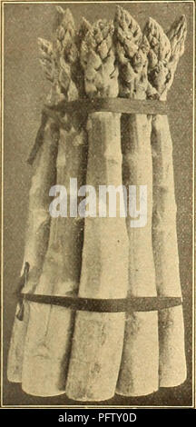 Currie's Farm and Garden Annual, 1925, feiert sein 50. Jahr mit einem umfassenden Katalog von Blumen, Gemüse und Zierpflanzen. Es enthält detaillierte Beschreibungen verschiedener Pflanzentypen, einschließlich großer grüner Artischocken, mit Tipps zur Aussaat, Umpflanzung und zum Winterschutz. Stockfoto