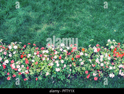 Blumen unter leeren Rasen Stockfoto