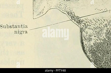 . Cunninghams Lehrbuch der Anatomie. Anatomie. Abb. 520. Basis-pedunculi - Querschnitt durch den menschlichen Mesencephalon auf der Ebene der Inferior Colliculus.. Bitte beachten Sie, dass diese Bilder sind von der gescannten Seite Bilder, die digital für die Lesbarkeit verbessert haben mögen - Färbung und Aussehen dieser Abbildungen können nicht perfekt dem Original ähneln. extrahiert. Cunningham, D.J.(Daniel John), 1850-1909; Robinson, Arthur, b. 1862, Hrsg. New York, W. Holz Stockfoto