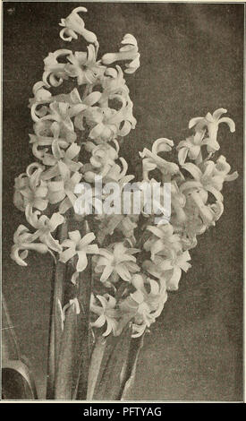 . Currie von Zwiebeln und Pflanzen: Herbst 1911. Blumen Samen Kataloge, Leuchtmittel (Pflanzen) Samen Kataloge; Baumschulen (Gartenbau) Kataloge; Pflanzen, Zierpflanzen Kataloge. CURRIE BROS. Co., HERBST KATALOG 1911 Currie von ausgewählten frühen französischen Roman Hyazinthen Diese sind besonders wertvoll für die Zwingen" und Pot Kultur im Haus, jede Lampe Herstellung von zwei auf sechs Spikes der zierliche, sehr duftende Blumen. Wenn eingepflanzt Anfang September die Sie in Blume im November gebracht werden können, und indem sie sie unter der Abdeckung und bringen in das Licht, wenn gewünscht, eine Suc - Abtretung von Bloom kann bis Mai gehalten werden. Th Stockfoto