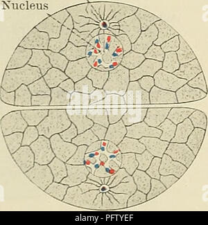 . Cunninghams Lehrbuch der Anatomie. Anatomie. Abb. 7.-Schema der tierischen Zelle am Ende der Anaphase der Homotype Mitose. Zentrosom Kern. Bitte beachten Sie, dass diese Bilder sind von der gescannten Seite Bilder, die digital für die Lesbarkeit verbessert haben mögen - Färbung und Aussehen dieser Abbildungen können nicht perfekt dem Original ähneln. extrahiert. Cunningham, D.J.(Daniel John), 1850-1909; Robinson, Arthur, b. 1862, Hrsg. New York, W. Holz Stockfoto