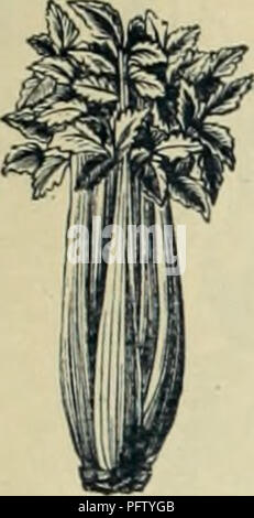 Der Gartenbauführer von Currie Bros. Aus dem Jahr 1888 bietet umfassende Informationen über Baumschulen, Blumen, Samen und Gartenwerkzeuge. Dieser Katalog enthält Ratschläge zum Anpflanzen von Gemüse, Zierpflanzen und verschiedenen Blumenarten. Stockfoto
