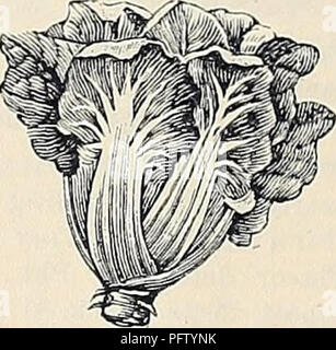 . Currie Bros.' Gartenbau Guide: Frühjahr 1888. Baumschulen Wisconsin Kataloge; Blumen Samen Kataloge, Leuchtmittel (Pflanzen) Samen Samen Kataloge Kataloge; Gemüse; Pflanzen, Zierpflanzen Kataloge; Gartengeräte und Zubehör Kataloge. 40. Mangold, ver- oder Sea-Kale Zuckerrüben - ist es für die Blätter allein, dass diese Sorte angebaut wird. Diese, mit der mid-r i b entfernt, sind wie Spinat, die mittelrippe selbst gekocht werden und wie der Spargel verwendet. Zu fördern, ein gutes Wachstum der jungen und zarten Blättern, schneiden Sie die alten häufig. Pkt, 5 cts.; Oz, 10 cts. J4 lb., 30 cts.; 1 lb 50 Aka. Stockfoto