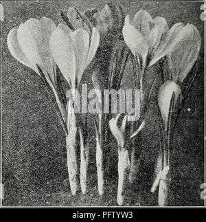 . Currie von Zwiebeln und Pflanzen: Herbst 1928. Blumen Samen Kataloge, Leuchtmittel (Pflanzen) Samen Kataloge; Baumschulen (Gartenbau) Kataloge; Pflanzen, Zierpflanzen Kataloge. f^8 Parrot Tulpen - "ein. aA^ aasa - "Ein^^^ SJ, -. Papagei Tulpen großen brillanten farbigen Blumen, neugierig gesäumt und Schneiden, blühen spät in der Saison. Sie sind vollkommen winterhart und perman bleiben - auch im Freien ohne Schutz. Die Stiele extra lang sind aber in der Regel nicht stark genug, um die grossen Blüten in aufrechter Position zu unterstützen. Doa. 100 1000 Admiral Konstantinopel - Rot-orange JgO. 75 5,00 $ Trinkgeld Stockfoto