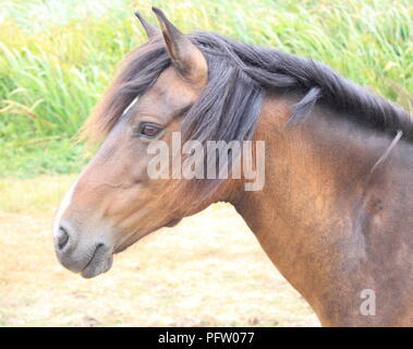 Kopf geschossen von New Forest pony Stockfoto