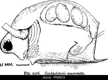 . Süßwasser-Biologie. Süßwasser-Biologie. 0,1 mm. 45 (40) Ventile dunkel vernetztem und mit einigen Schlieren. Hintere Kopfeinheit und ventralen Margen gerade, letztere in einem Punkt oder Wirbelsäule erweitert. . Schoedler Scapholeheris, 1858. 46 Körper nicht komprimiert; mehr oder weniger quadratische Form. Zervikale sinus tief. Fornices und Tribüne gut entwickelt. Kopf Klein, deprimiert. Ventile fast rechteckig, die temporal unteren posteal Winkel jedes produzierte in eine längere oder kürzere Wirbelsäule; ventralen Marge mit kurzen, feinen Härchen. Krallen denticulate, nicht pectinate. Eine Bauch- Projektion entwickelt. Antennules klein, über ali Stockfoto