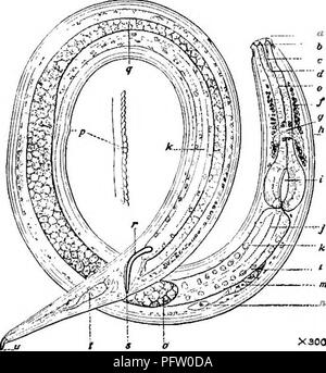 . Süßwasser-Biologie. Süßwasser-Biologie. Frei lebende Nematoden 489 26 (27) seitliche Punkte viel akzentuiert Spilophora Bastian. Die Schlieren sind aufgelöst in Zeilen von Punkten, die auf dem seitlichen Felder akzentuiert werden. Von der Gattung eine Kerbe oder mehrere bekannte Arten, aquatische, meist Marine. Vertreter der Spezies. Spilophora canadensis Cobb 1914.. &Amp;. ; 15. Â^: 4. V - 88,4 - "SY. i - Seitliche Flügel {3) sind sehr prominent, und Pos-teriorly sind etwas Leiterförmig. Die Weibchen haben symmetrisch Eierstöcke zurückgebogen. Lebensraum: Süßwasser-Teiche. Cape Breton ist - Land, Dominion von Kanada. Abb. 786. Spi Stockfoto