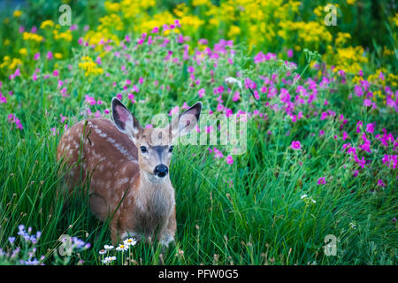 Junge Spotted Deer fawn in der Wiese mit Blumen Stockfoto