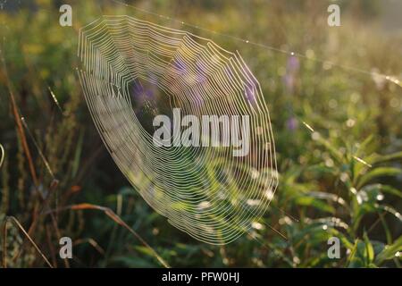 Das Spinnennetz mit Tau auf Sonnenlicht Stockfoto