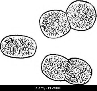 . Süßwasser-Biologie. Süßwasser-Biologie. Blau-grüne Algen 105 7 (4) Zellen mit dünnen Zellwände Synechococcus Nageli. Zellen relativ groß, zylindrische oder ellipsoide, leben meist einzeln oder manchmal bilden kleine Familien von zwei bis vier in einer Reihe oder Kette vereinigten. Zelle - Inhalt blau-grün, manchmal gelblich, rosa oder hellen orange. Frei schwebende in Teichen und Pools oder auf Felsen. Abb. 34. Synechococcus aeruginosus Nageli. Kirchner.) X S7S - (Nach. Bitte beachten Sie, dass diese Bilder aus gescannten Seite Bilder, die digital für die Lesbarkeit erhöht worden sein können extrahiert werden - Färbung eine Stockfoto