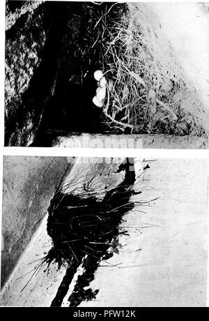 . Vogel Häuser: Die Nester, Eier und Zucht Gewohnheiten des Landes Vogelarten, die sich im Osten der Vereinigten Staaten, mit Hinweisen auf die Aufzucht und Fotografieren der jungen Vögel. Vögel, Vögel. Q o o o krank. Bitte beachten Sie, dass diese Bilder sind von der gescannten Seite Bilder, die digital für die Lesbarkeit verbessert haben mögen - Färbung und Aussehen dieser Abbildungen können nicht perfekt dem Original ähneln. extrahiert. Dugmore, A. Radclyffe (Arthur Radclyffe), 1870. New York: Doubleday & Amp; McClure Stockfoto