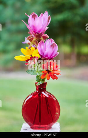 Rosa Curcuma alismatifolia oder kurkuma Blumen und gelbe und rote Zinnien oder daisy flowers in einem roten Vase. Stockfoto