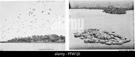 . Wo Vögel finden und die natürlichen Geschichte in Florida genießen. Vögel. ALLAN D. CRUICKSHANK HOLZ IBIS IM FLUG. Man O' War Vögel im Duck Rock FOTO F. S N. B. Cuthbert Rookery MIAMI NACHRICHTEN BUREAU. Bitte beachten Sie, dass diese Bilder sind von der gescannten Seite Bilder, die digital für die Lesbarkeit verbessert haben mögen - Färbung und Aussehen dieser Abbildungen können nicht perfekt dem Original ähneln. extrahiert. Hundley, Margaret H., hrsg. Maitland, Fla., Florida Audubon Society Stockfoto