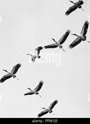 . Wo Vögel finden und die natürlichen Geschichte in Florida genießen. Vögel. ALLAN D. CRUICKSHANK HOLZ IBIS IM FLUG. Bitte beachten Sie, dass diese Bilder sind von der gescannten Seite Bilder, die digital für die Lesbarkeit verbessert haben mögen - Färbung und Aussehen dieser Abbildungen können nicht perfekt dem Original ähneln. extrahiert. Hundley, Margaret H., hrsg. Maitland, Fla., Florida Audubon Society Stockfoto